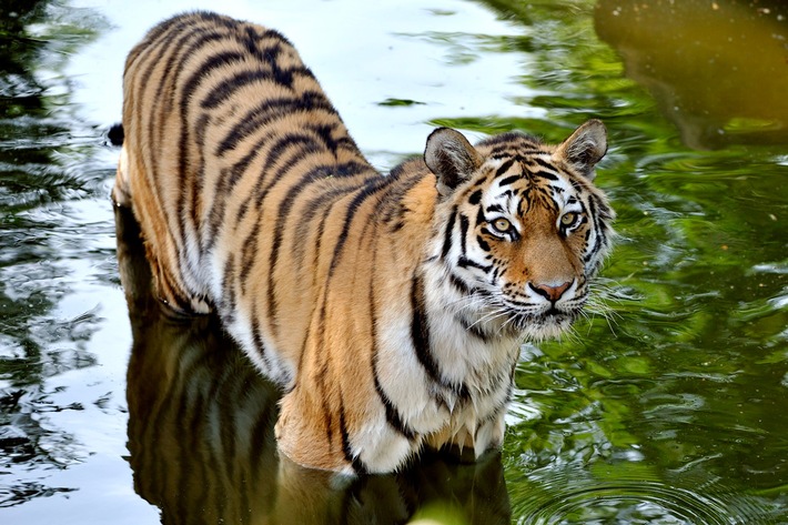 Große Katzen, große Bedrohung - Zoos erhalten Löwe, Tiger &amp; Co.