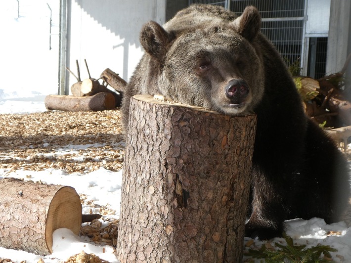 Une nouvelle vie pour Jambolina à Arosa Terre des Ours
