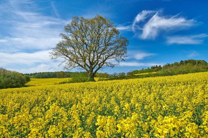 Rapsblüte 2026 / Rapsblüte in Deutschland: Vielseitige Kultur für Klimaschutz, Ernährung und Landwirtschaft