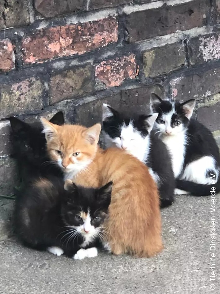 PM - Hilfe für Straßenkatzen in Schleswig-Holstein: Tierschutzbund unterstützt Kastrationsaktion