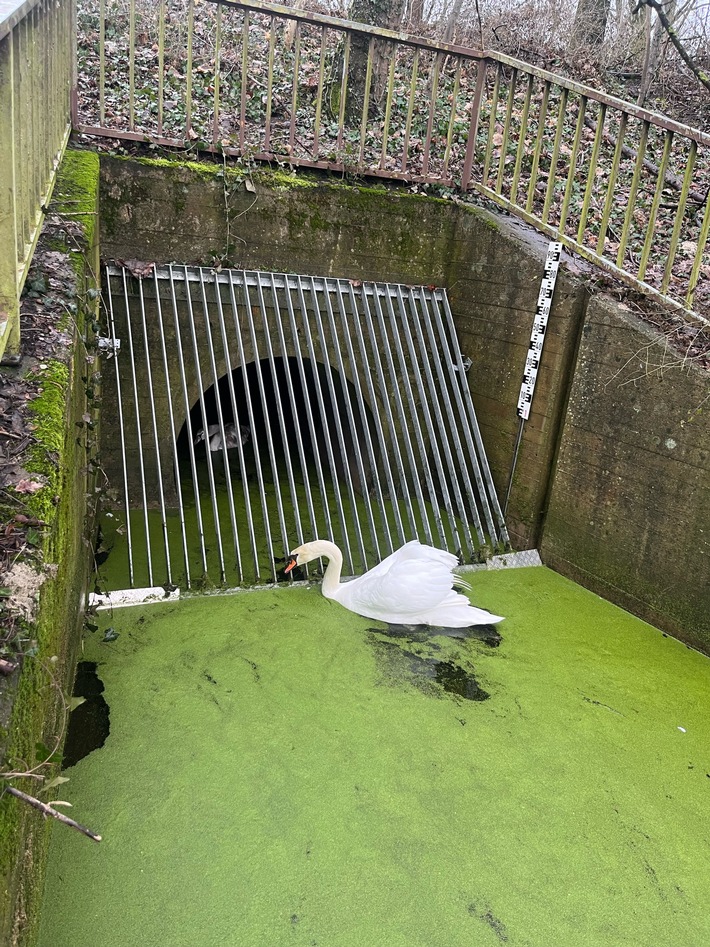 POL-SLS: Hinter Gittern - Polizei und Feuerwehr retten Babyschwan in Saarlouis