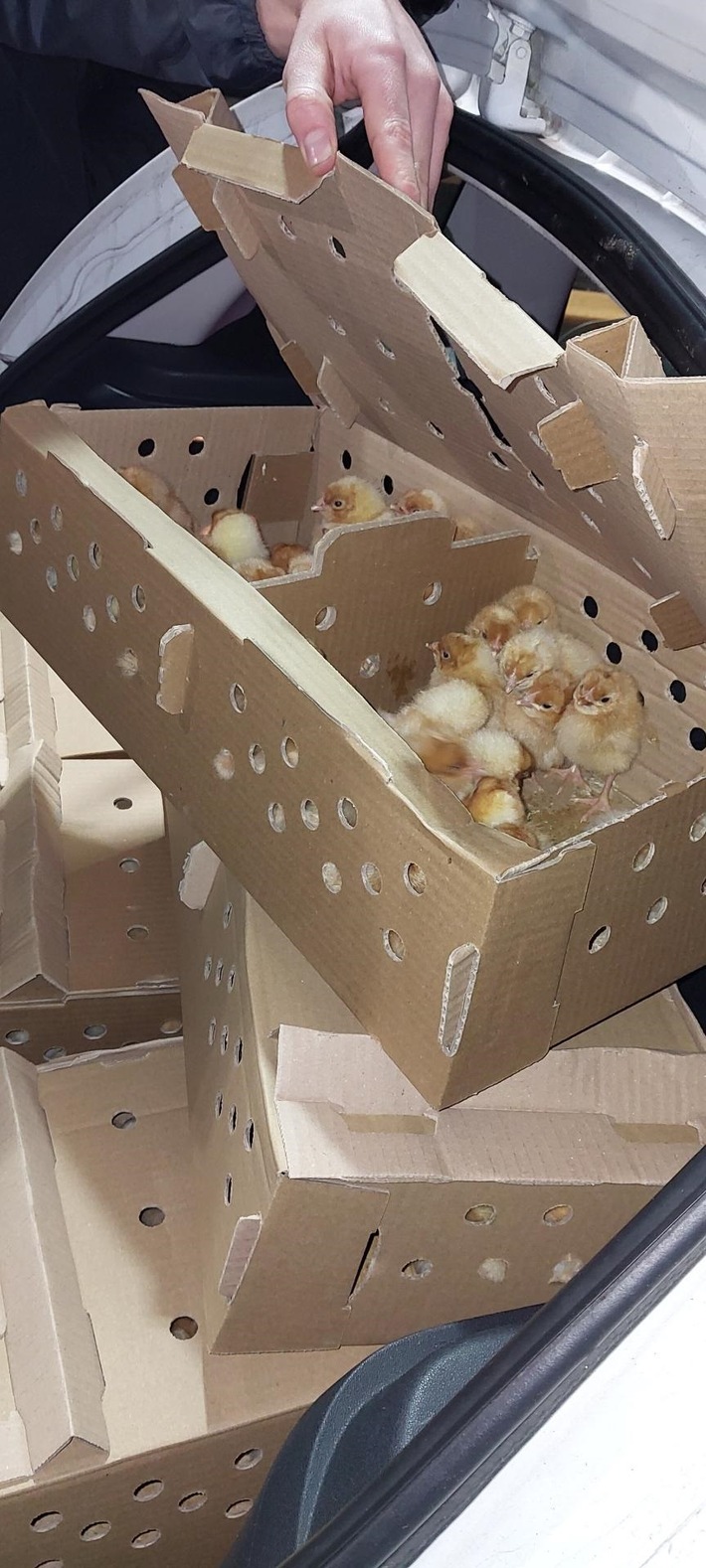 BPOL-KL: Grenzkontrolle deckt Tiertransport mit 1020 Küken auf