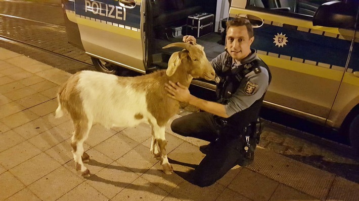 POL-KS: Tierischer Einsatz für Polizeirevier Süd-West: Streife fängt Ziege bei nächtlichem Ausflug ein