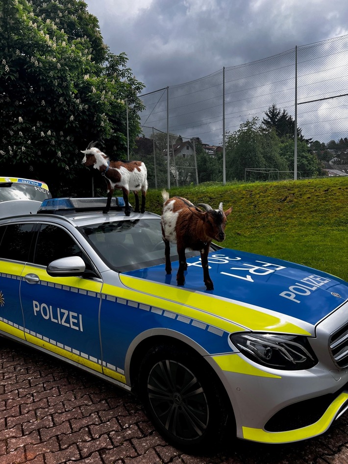 POL-FR: Schopfheim/ Wiechs: Ziegen klettern auf Streifenwagen und treiben ihr Unwesen auf Tennisplatz