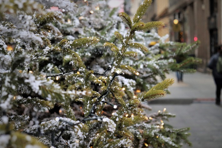 Nachhaltige Weihnachtsbäume im Topf - die Tanne trotzt dem Klimawandel