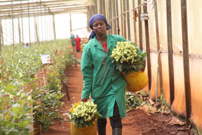 Medienmitteilung: Fairtrade-Blumenfarmen kämpfen um Existenz