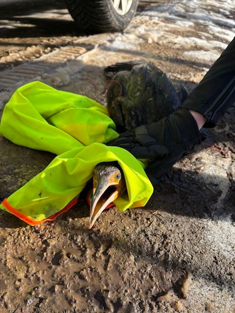 POL-CE: "Widerstand" eines Kormorans