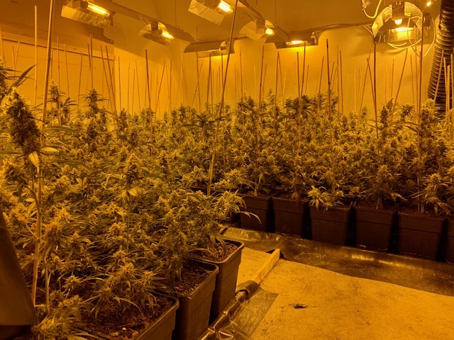 ZOLL-E: Zollfahndung Essen und Staatsanwaltschaft Bonn heben Profi-Cannabisplantage aus - fast 1000 Cannabispflanzen sichergestellt, eine Person festgenommen