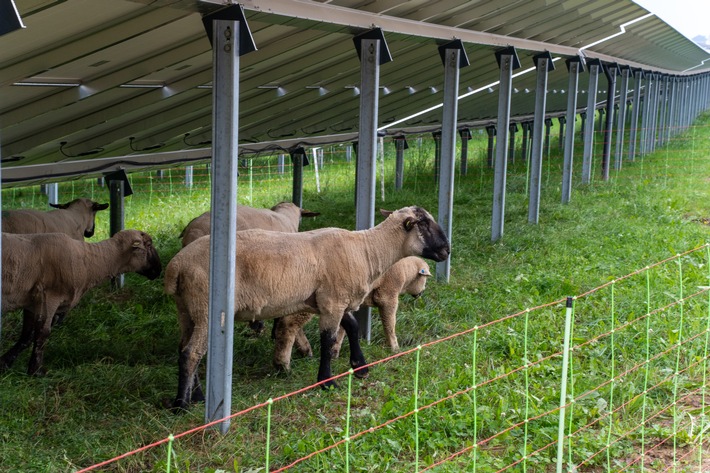 Was ein Solarpark der Region wirklich bringt