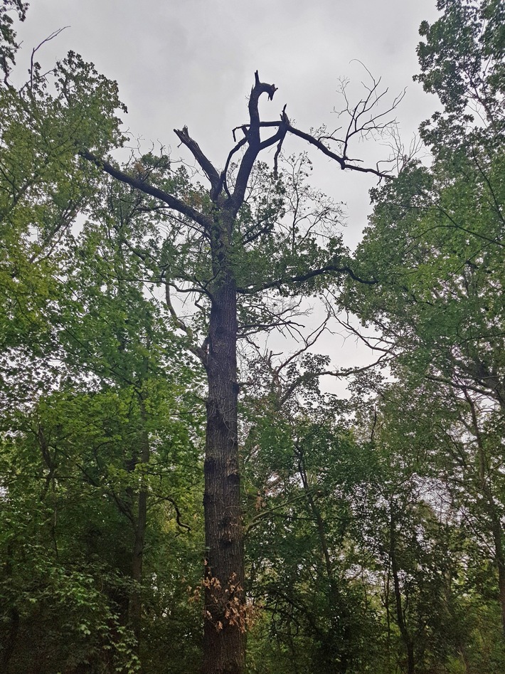 DBU: Laubbäume im Biederitzer Busch abgestorben