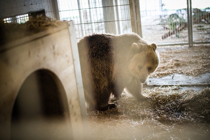 Die Bären Sam und Jamila sind wohlbehalten im Arosa Bärenland eingetroffen