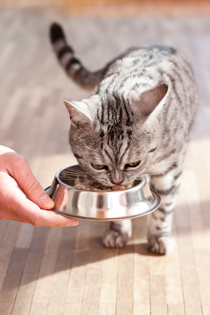 Katzen-Studie und Podiumsdiskussion von Mars