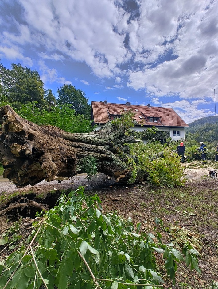 FW-DT: Kastanie gibt Windböe nach