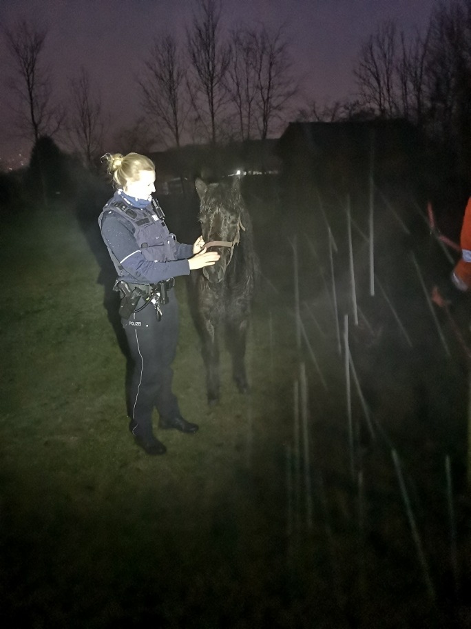 POL-HA: Hagener Polizei fängt entlaufene Pferde