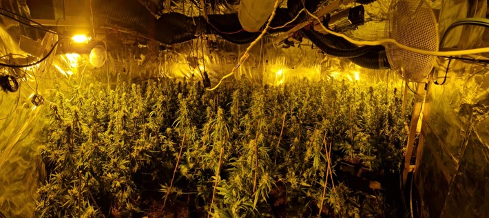 POL-RE: Recklinghausen: Cannabis-Plantage entdeckt - Tatverdächtiger festgenommen