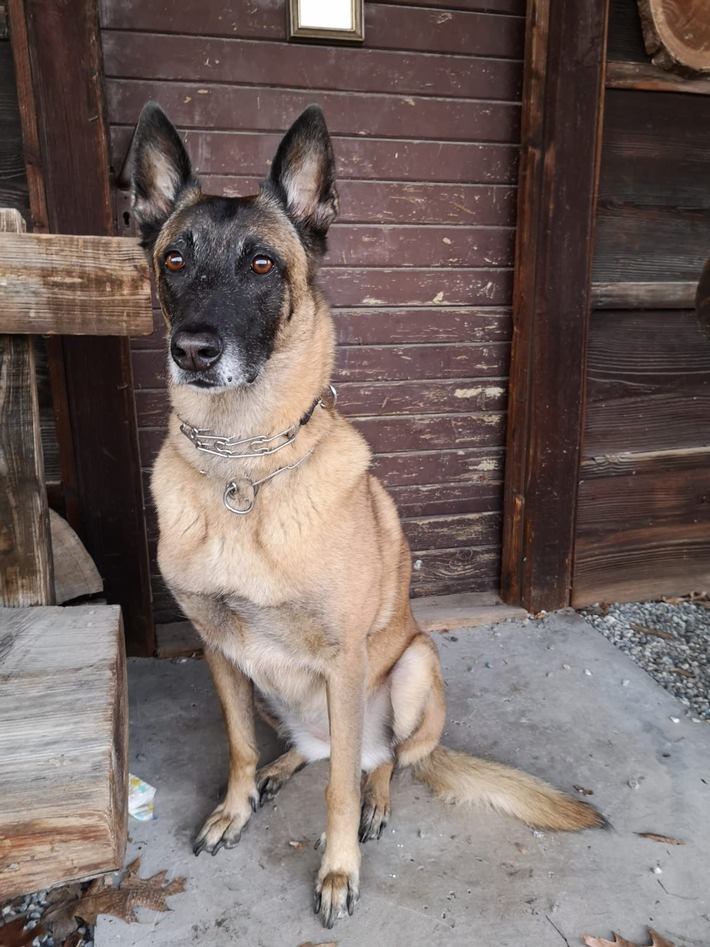 POL-OG: Neuried, Schutterwald - Von Einsatzhund aufgespürt und vorläufig festgenommen