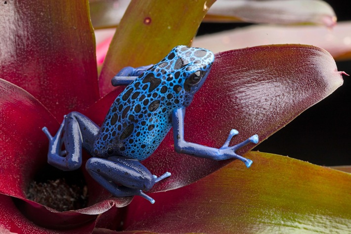 Bunter Botschafter der Tropen: Pfeilgiftfrosch wird Heimtier des Jahres 2026