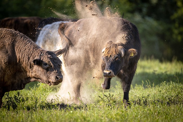 PM Wilde Weiden für die Heide – Heinz Sielmann Stiftung setzt verstärkt auf ganzjährige Beweidung in der Döberitzer Heide