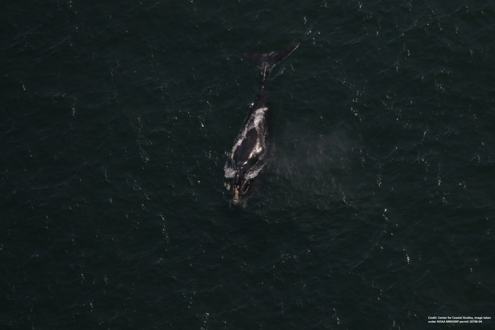 Nordatlantische Glattwale vor US Küste in Lebensgefahr