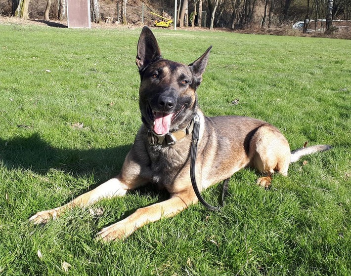 POL-KS: Polizeihund Argos stellt Einbrecher in Lagerraum von Haushaltswarengeschäft