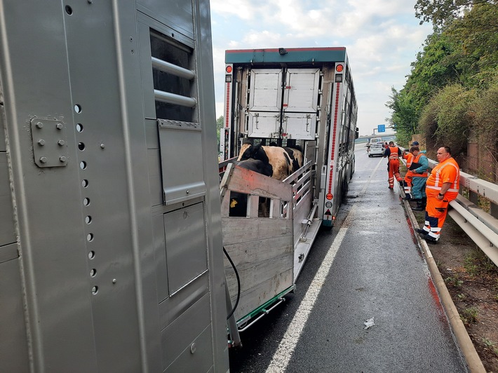 POL-VDMZ: Brennender Tiertransporter auf der A61 - 30 Rinder unverletzt