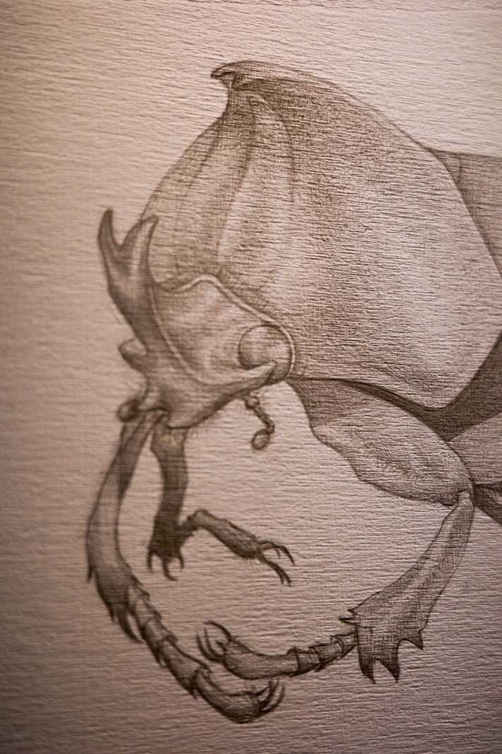 Kanti illustriert Käfer: Ausstellung im Naturmuseum Solothurn
