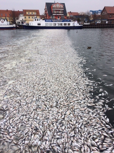 LWSPA M-V: Großflächiges Fischsterben im Stadthafen Wolgast