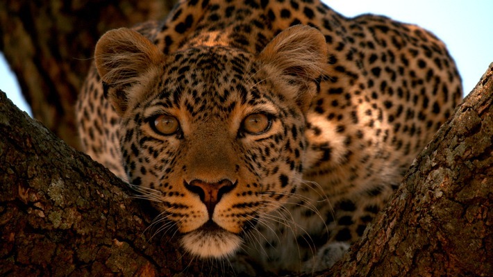 Der Leopard mit den Jade-Augen (© Wildlife Films) / Weiterer Text über ots und www.presseportal.de/nr/107839 / Die Verwendung dieses Bildes ist für redaktionelle Zwecke unter Beachtung ggf. genannter Nutzungsbedingungen honorarfrei. Veröffentlichung bitte mit Bildrechte-Hinweis.