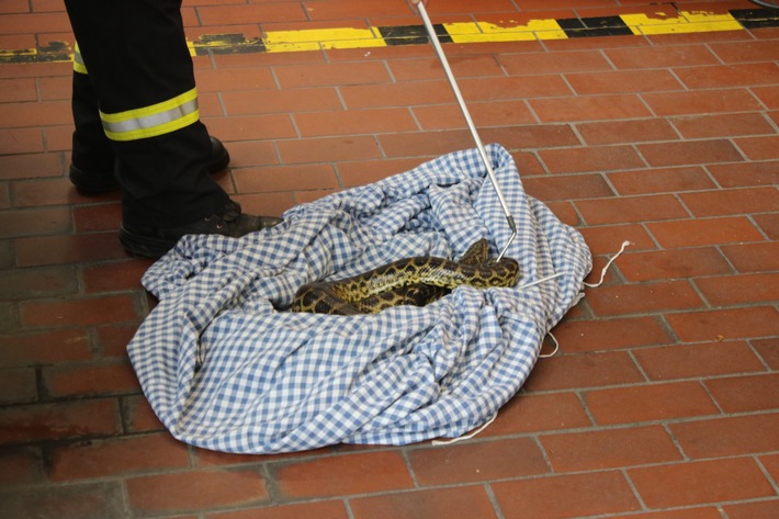 FW-D: Pressemeldung mit Bildern - Reptilienfachmann der Feuerwehr Düsseldorf unterstützt in Meerbusch - Gelbe Anakonda konnte eingefangen werden