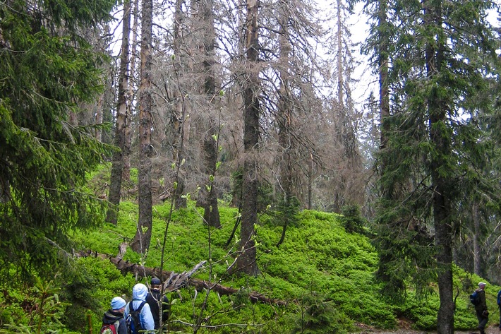 Baumsterben im Schwarzwald nimmt zu – Klimawandel zentraler Treiber