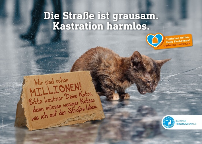 PM - Nachhaltiger Katzenschutz in Niedersachsen - Kastrations-Aktion startet