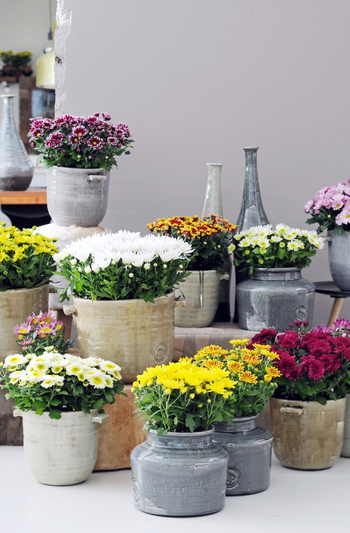 Chrysantheme ist Zimmerpflanze des Monats Oktober / Strahlender Herbst mit der farbenprächtigen Chrysantheme (FOTO)