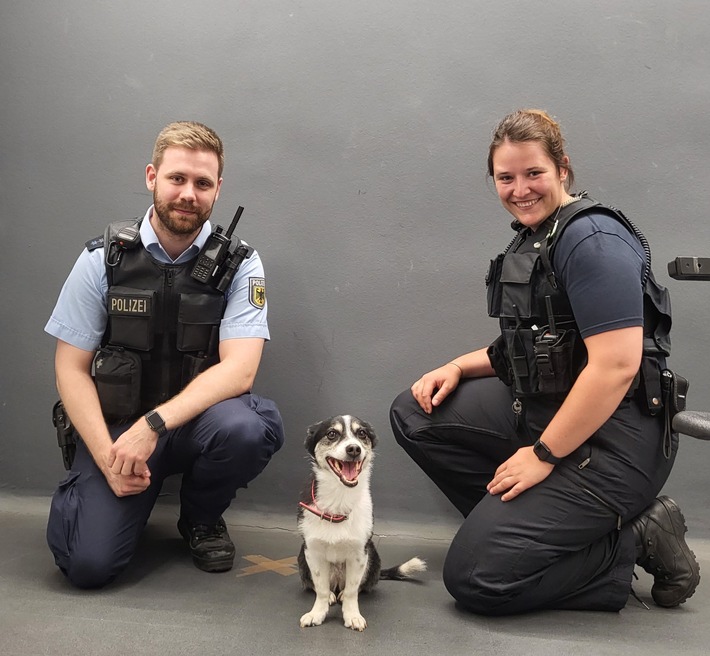 BPOL-HH: Fall 1: Tierischer Besuch im Bundespolizeirevier am Hauptbahnhof- Süßer Mischlingshund fährt alleine in der U-Bahn-