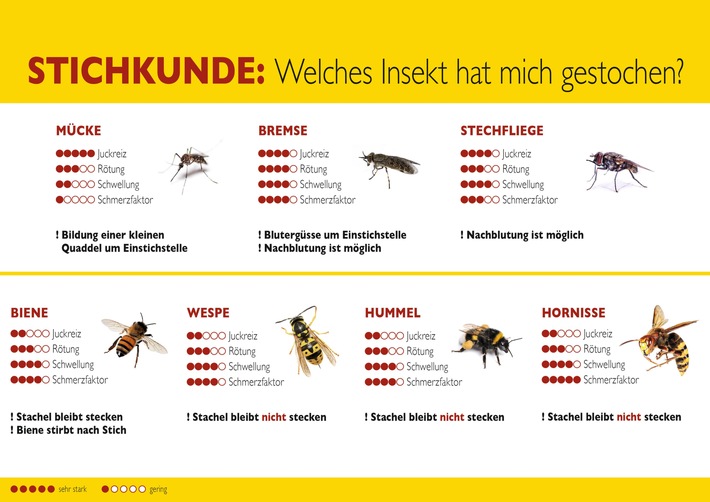 Hilfe bei Insektenstichen: Das ist im Ernstfall zu tun