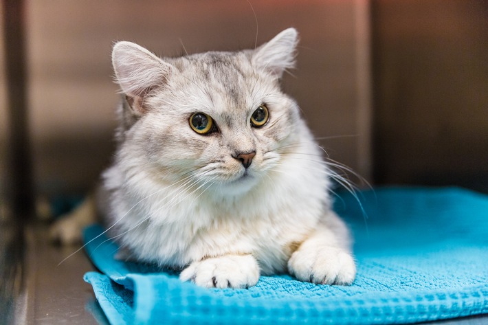 Medienmitteilung: Tierärzteschaft fordert Chippflicht für Katzen