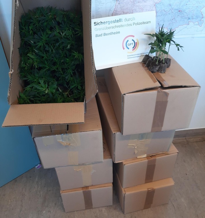 BPOL-BadBentheim: 800 Cannabispflanzen sichergestellt