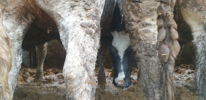 An ordeal that ends on a plate in a tourist resort: Live transports of calves to the Canary Islands
