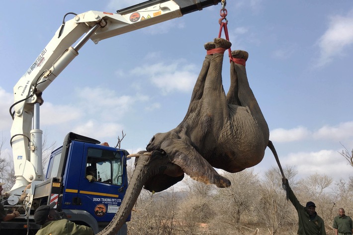 Trophäenjagd als Tierschutz? "planet e." im ZDF unterwegs in Simbabwe (FOTO)