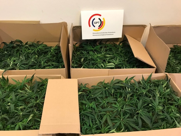 BPOL-BadBentheim: Innerhalb weniger Tage zum zweiten Mal mit Cannabispflanzen erwischt / 505 Pflanzen sichergestellt