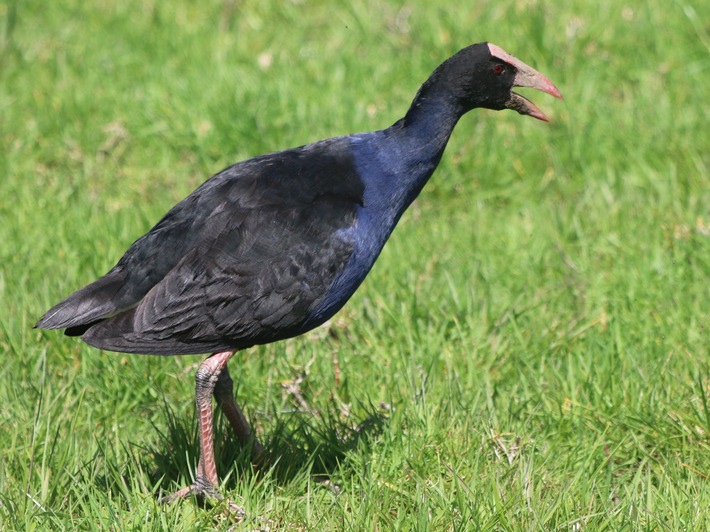 Die Sprache der Purpurhühner, PI Nr. 07/2026