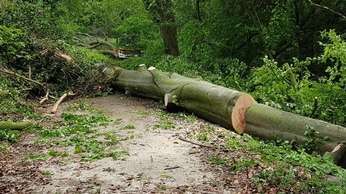 FW Ratingen: Riesiger Baum umgestürzt