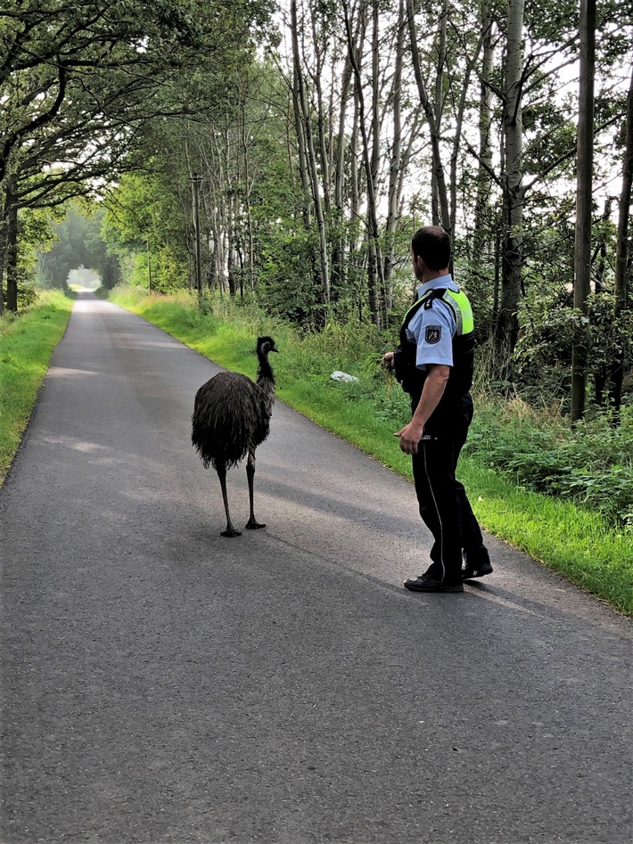 POL-BOR: Borken - Entlaufenen Emu mit Futter gelockt