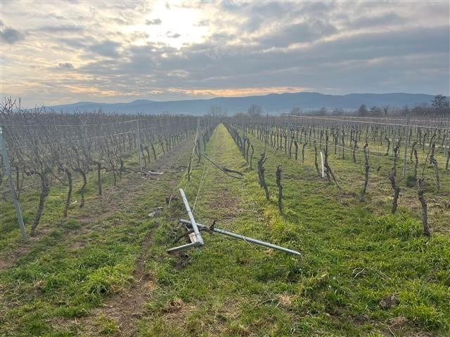 POL-PDNW: (Niederkirchen) In Wingert gefahren und geflüchtet