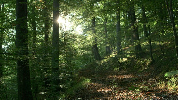 Zum Tag des Friedhofs 2021: Ein besonderer Ort: „Waldfriedhof Rest in Trees“ in Hümmel