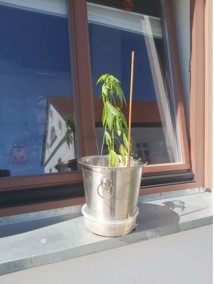 POL-HST: Hanfpflanze auf dem Fensterbrett