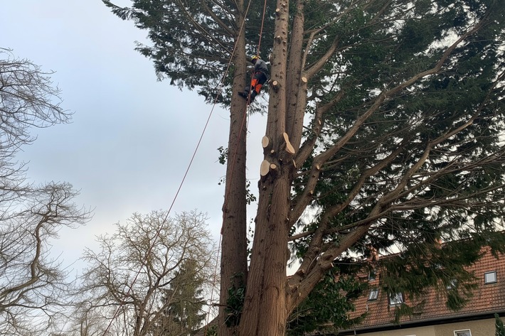 Baumpilze zwischen nützlicher Symbiose und Parasitismus