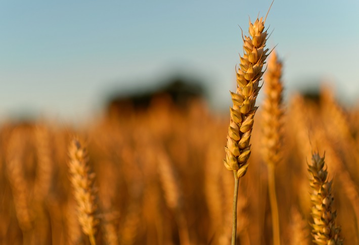 Agravis Raiffeisen AG: Wegweisende Zusammenarbeit verringert CO2-Fußabdruck von Weizenmehl