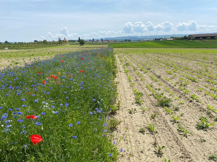 Lidl Svizzera promuove la biodiversità in Svizzera / Progetti finalizzati alla conservazione della biodiversità
