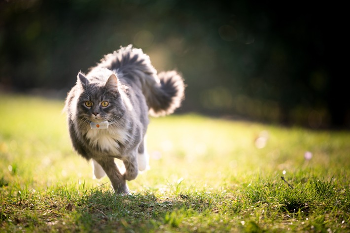 Neue Katzen-Revieranalyse von Weenect: Der DACH-Raum zeigt Europas ganze Bandbreite an Katzenleben, vom größten Revier bis zu den ruhigsten Nächten