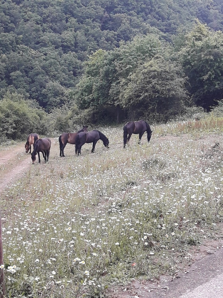 Presse-Information: Exmoorpony-Projekt gewinnt beim Naturschutzwettbewerb „Unsere Heimat & Natur“